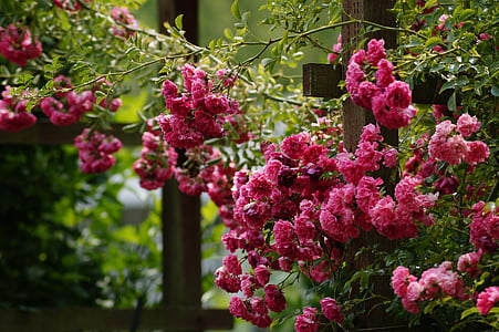 color de rosa, rojo, amor, Romance, flor, floración, jardín