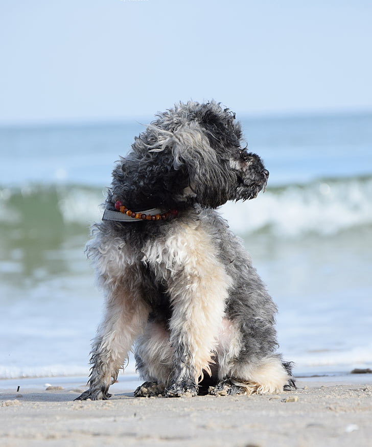 poodle, dog, miniature poodle, beach, water, sea, wave