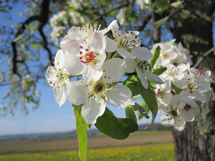 Apple blossom, jabloň, větev, léto, Příroda, květ, Bloom