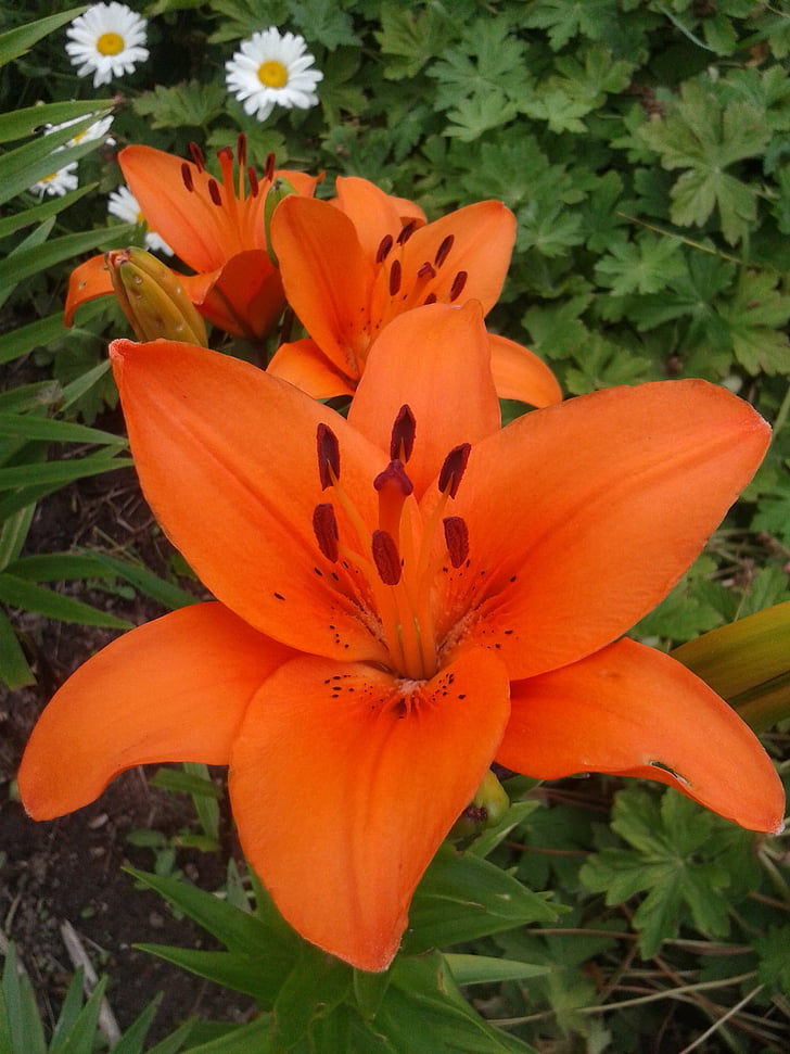 Lily, hage, blomster