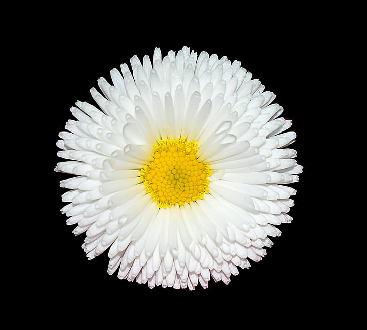 Daisy, valge, Aed, õis, Bloom, mustal taustal, lill