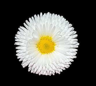 daisy, white, garden, blossom, bloom, black background, flower