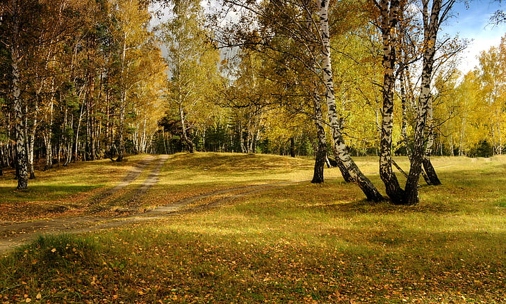 jeseni, krajine, gozd, narave, zlata, breza, lepota