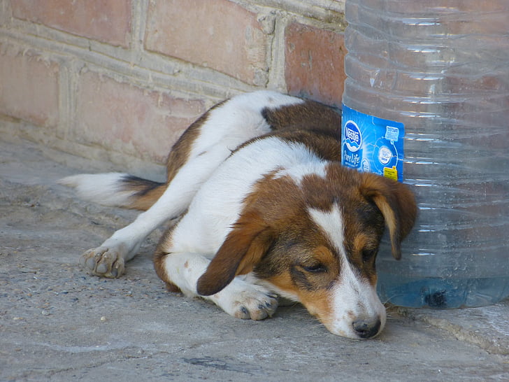 câine, obosit, somnoros, se referă la, animal de casă, reperat, maro
