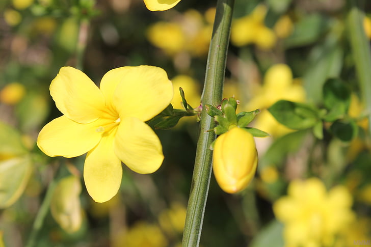 Forsythia, flores, primavera, amarillo, flores de primavera, flor, flor amarilla