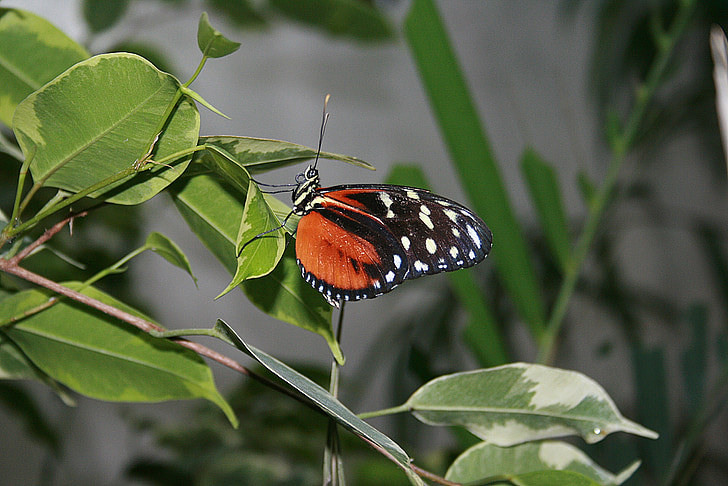 sommerfugl, sommerfugle, insekt, Caterpillar, blomst, natur, Butterfly - insekt