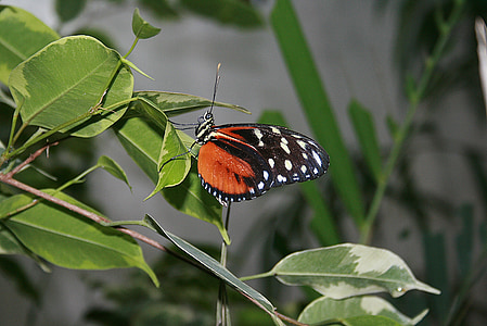 mariposa, mariposas, insectos, Caterpillar, flor, naturaleza, mariposa - insecto