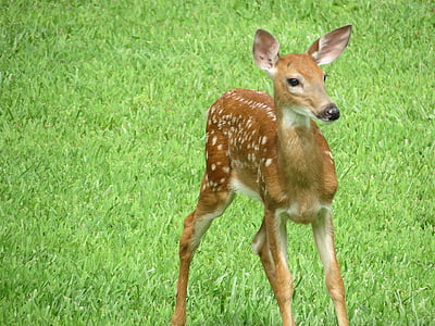 whitetail, fawn, deer, wildlife, cute animals, baby deer, animal