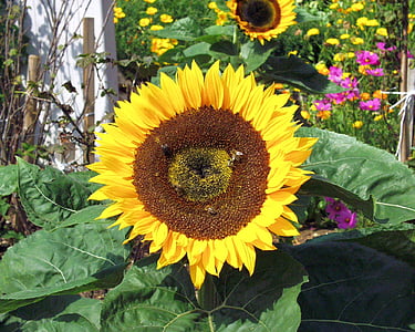Sun flower, kwiat, żółty, kwiat, Bloom, ogród