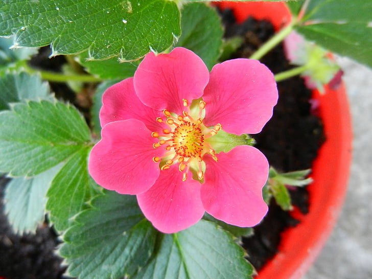 aardbei, bloem, Strawberry flower, plant, natuur, blad, Close-up