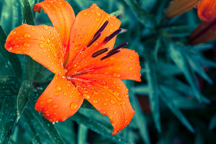 Lily, Hoa, Blossom, nở hoa, màu da cam, đóng, tem Hoa