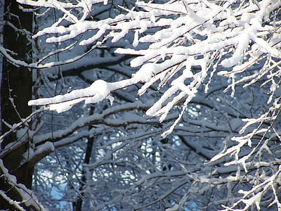 snow, trees, nature, winter, season, branch