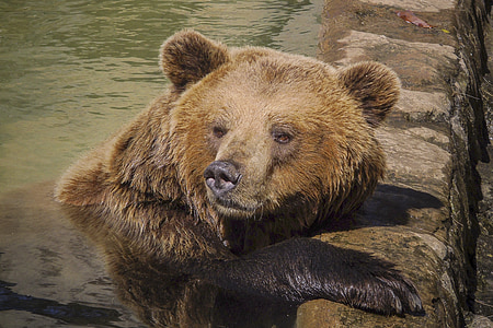 oso de, salvaje, naturaleza, Parque zoológico, mamíferos, flora y fauna, fauna