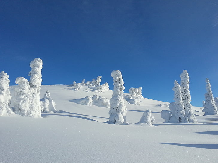 zimné, sneh, stromy, Nórsko, Kvitfjell, za studena, zimné pozadia