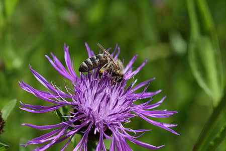 꿀벌, knapweed, centaurea jacea, knapweed를 했다, 수집, 꽃, 블 룸