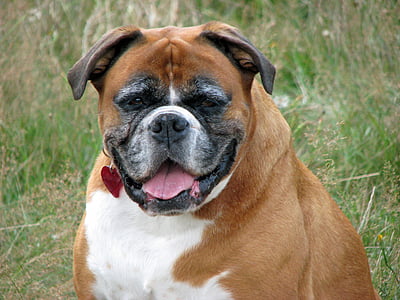 boxer, dog, pet, animal, breed, canine, close-up