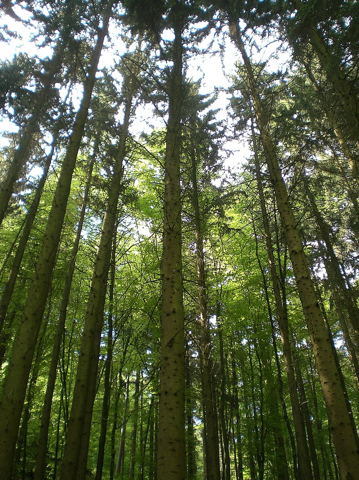 rừng, màu xanh lá cây, cây, Thiên nhiên, thực vật, chi nhánh