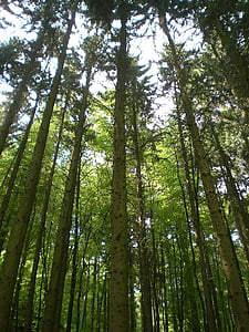 Wald, Grün, Bäume, Natur, Anlage, Filiale