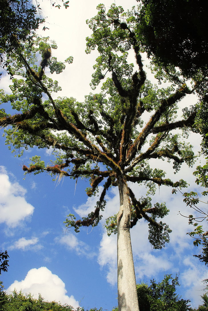 Guatemala, ceibal, deštný prales, Kapok tree, epifytické