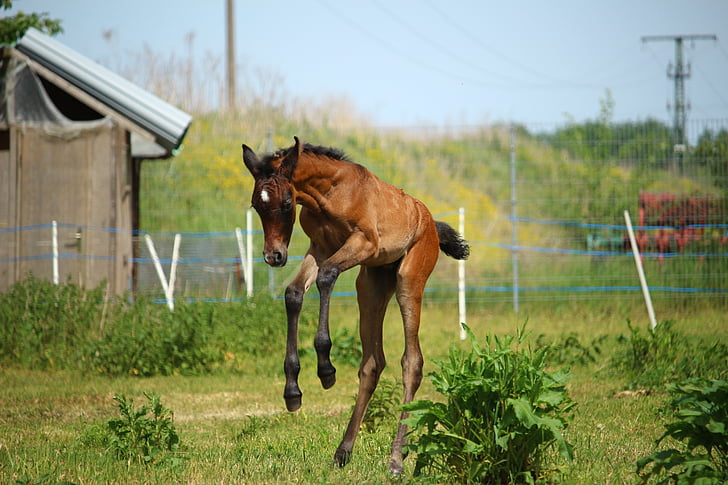 horse, foal, suckling, brown mold, thoroughbred arabian, pasture, jump