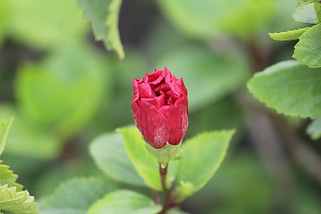 slējās, Rose bud, zieds