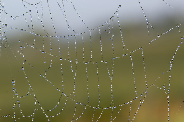 cobweb, network, dewdrop, dew, morning sun, close, macro