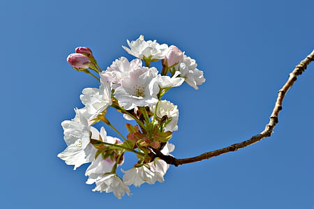 blossoms, flowers, japanese cherry, spring, blue sky, nature, pink blossoms