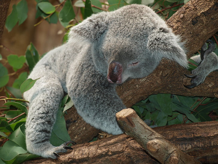 koala bear, australia, teddy, sleep, lazy, rest, animal