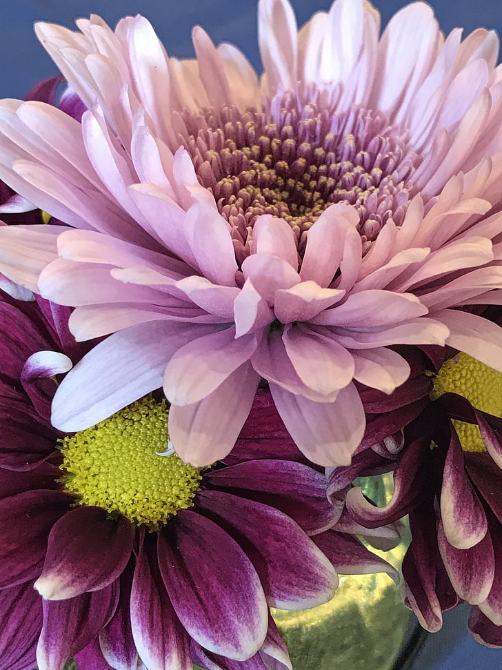 Blume, Closeup, Blüte