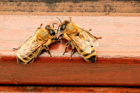 abelles de mel, rusc, treballant dur, abelles, mel, insecte, abella