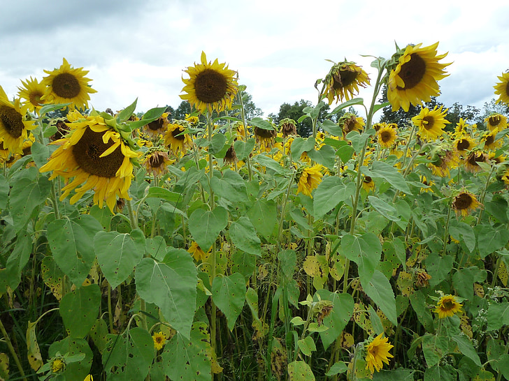 sunflower, tall, yellow, field, oil, seed, sunny