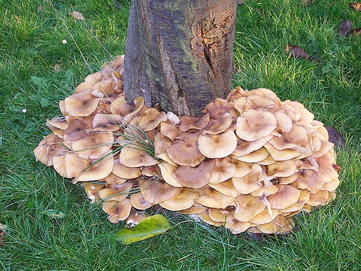 arbre, champignons, Meadow