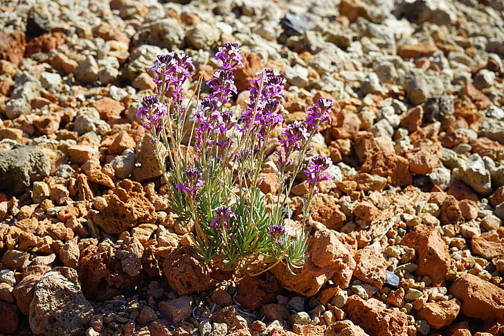 flower, flowers, plant, white, violet, broom wormseedmustard, erysimum scoparium