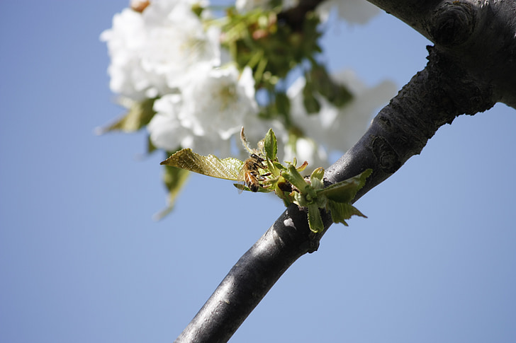 honeybee, cherry, blossom, pollination, insect