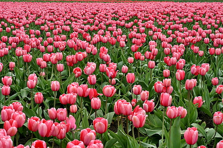 flor, flor, flora, flors, plantes, tulipes, Tulipa