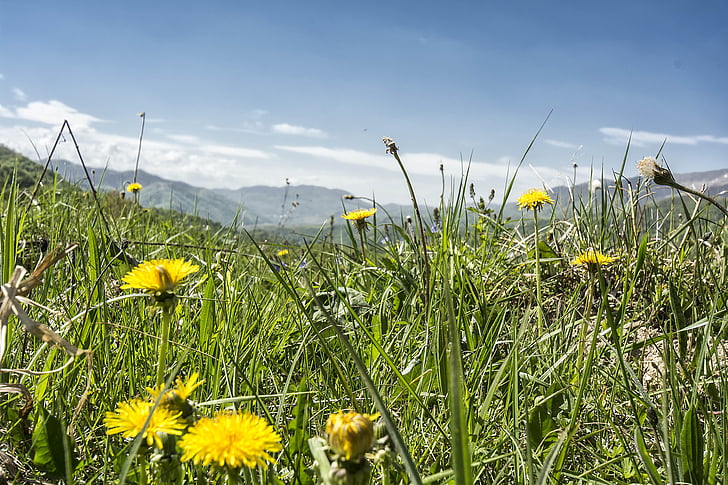 the carpathians, nature, landscape, dandelion
