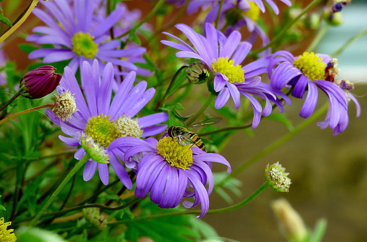 bug, nature, flower, purple