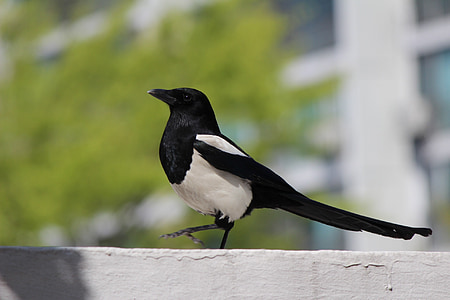 magpie, new, birds, the city's new, bird, animal, wildlife