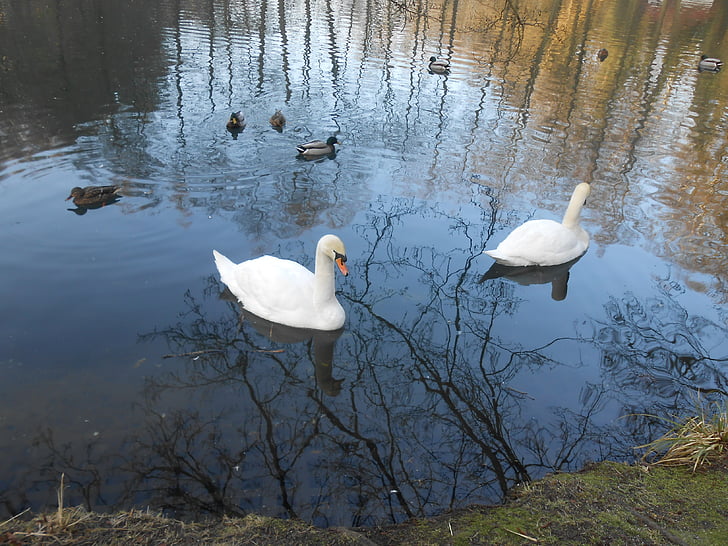 Swan, svaner, vann fugl