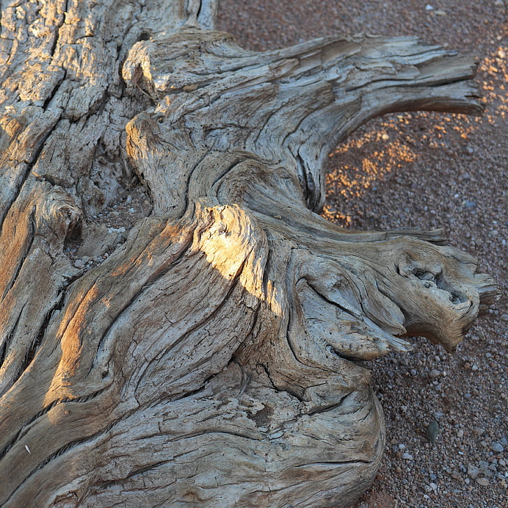 kayu, akar, kekeringan, gurun, Namibia, Afrika