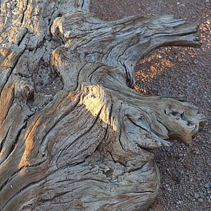 dřevo, kořenový adresář, sucho, poušť, Namibie, Afrika
