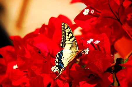 vlinder, insect, kleurrijke, bloem, geel, natuur