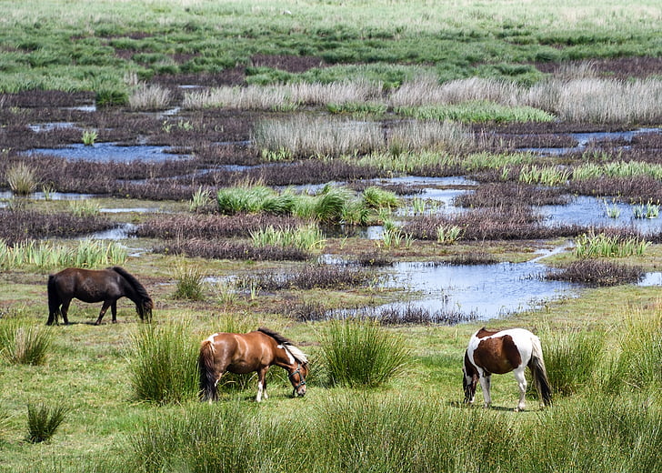 Pony, Marsh, Brière, Ver, paisaje, naturaleza, hierba