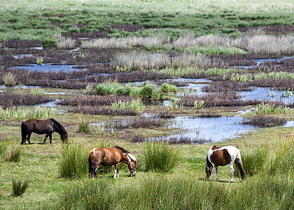 ponny, Marsh, Brière, Bläddra, landskap, naturen, gräs