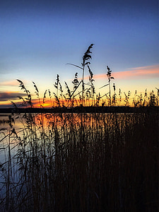 Sunset, Reed, siluett, taustvalgus, skärsjön, : Aneby, videvik