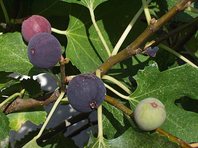 Figi, drzewo figowe, owoce, owoce, fioletowy, listki figowe, Sardynia