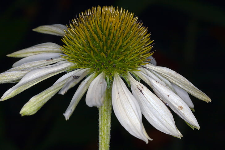 Echinacea, Makro, weiß, Sonnenhut, Blume