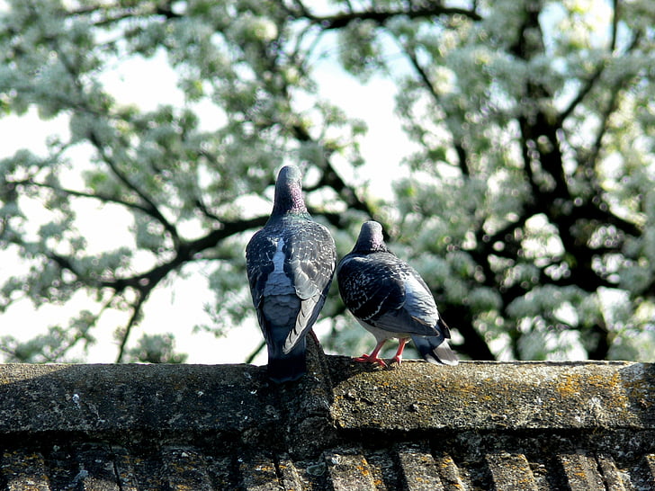 pigeons, doves, old married, sky, bird, animal, symbol