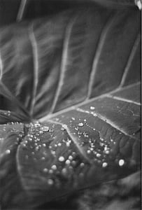 black-and-white, blur, close-up, dew, dewdrops, drop, focus
