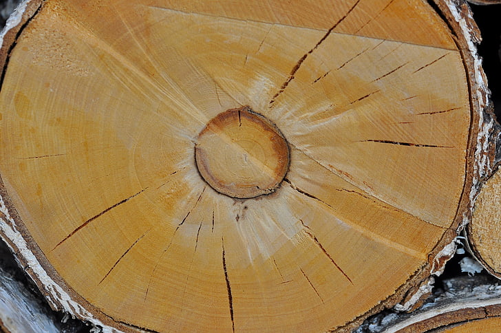 wood, birch trunk, nature, lumber, annual rings
